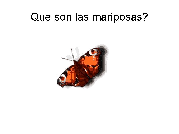 Que son las mariposas? 