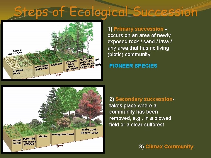 Steps of Ecological Succession 1) Primary succession occurs on an area of newly exposed