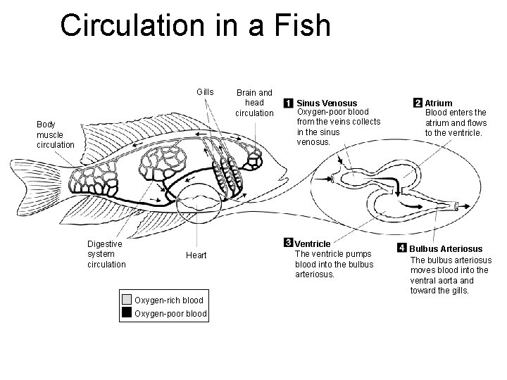 Circulation in a Fish Section 30 -2 Gills Body muscle circulation Digestive system circulation