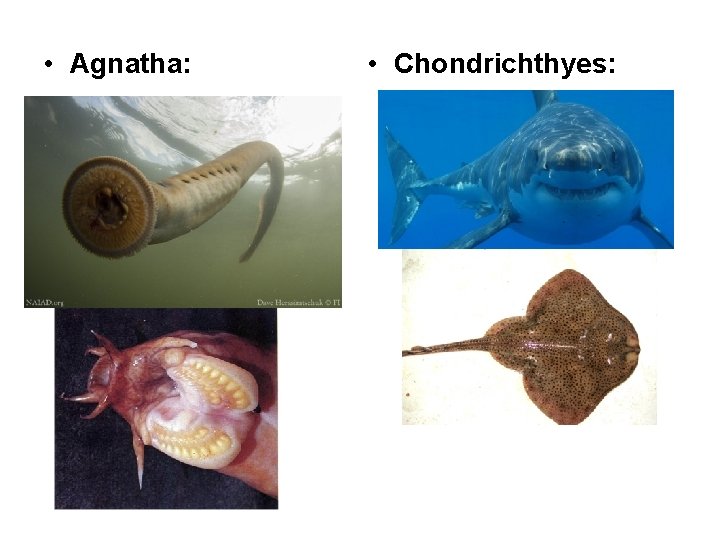  • Agnatha: • Chondrichthyes: 