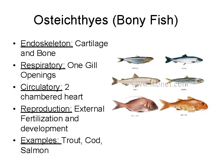 Osteichthyes (Bony Fish) • Endoskeleton: Cartilage and Bone • Respiratory: One Gill Openings •