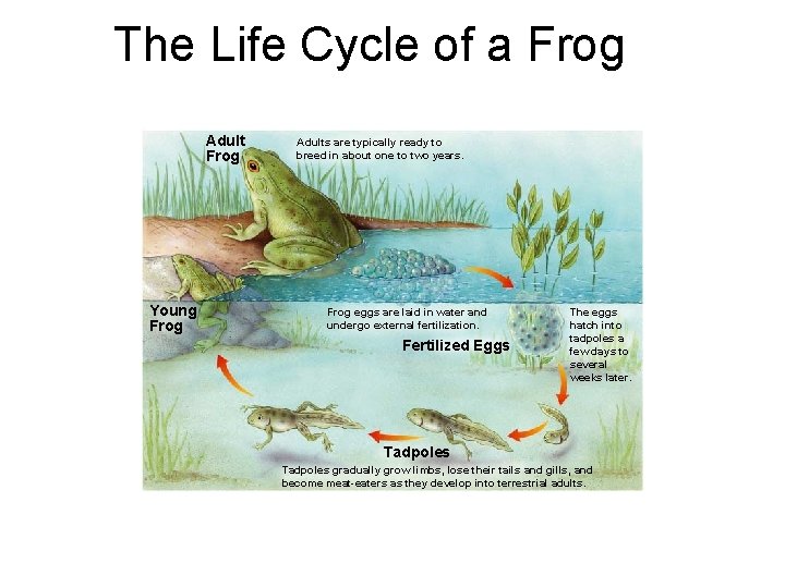 The Life Cycle of a Frog Section 30 -3 Adult Frog Young Frog Adults