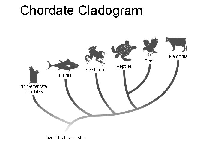 Chordate Cladogram Section 30 -1 Birds Amphibians Fishes Nonvertebrate chordates Invertebrate ancestor Reptiles Mammals