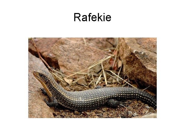 Rafekie 