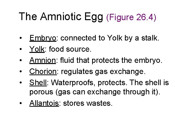 The Amniotic Egg (Figure 26. 4) • • • Embryo: connected to Yolk by