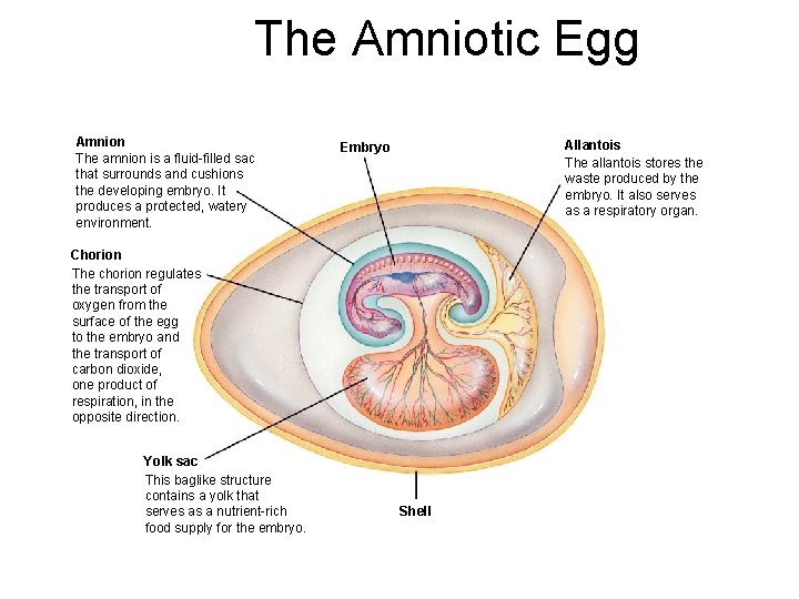 The Amniotic Egg Section 31 -1 Amnion The amnion is a fluid-filled sac that