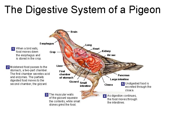 The Digestive System of a Pigeon Section 31 -2 Brain Esophagus 1 When a