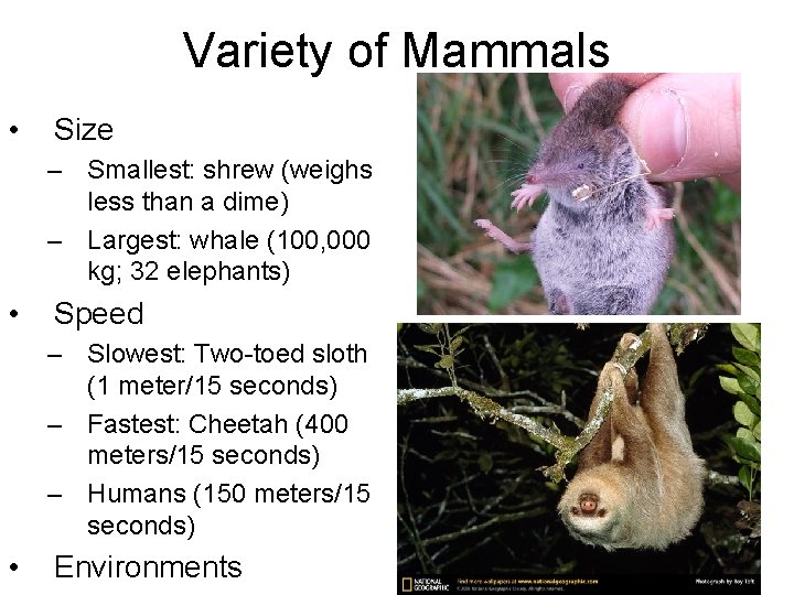 Variety of Mammals • Size – Smallest: shrew (weighs less than a dime) –