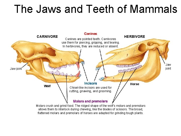The Jaws and Teeth of Mammals Section 32 -1 CARNIVORE Canines are pointed teeth.
