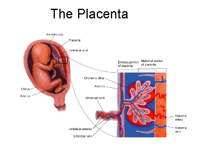 Section 39 -4 The Placenta 