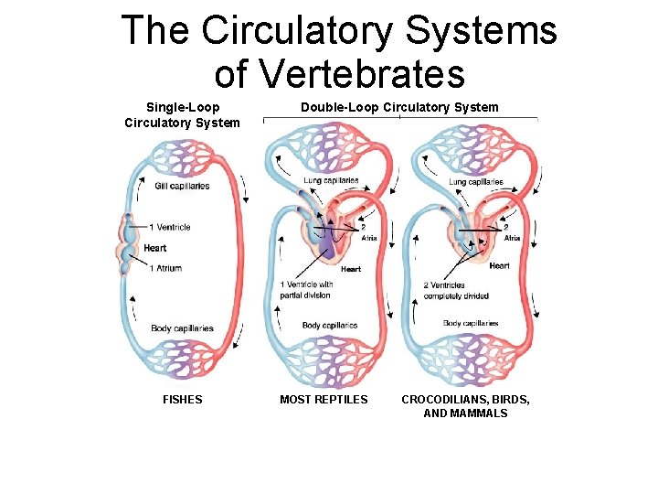 The Circulatory Systems of Vertebrates Section 33 -3 Single-Loop Circulatory System FISHES Double-Loop Circulatory