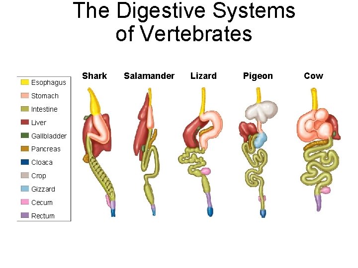 The Digestive Systems of Vertebrates Section 33 -3 Esophagus Stomach Intestine Liver Gallbladder Pancreas