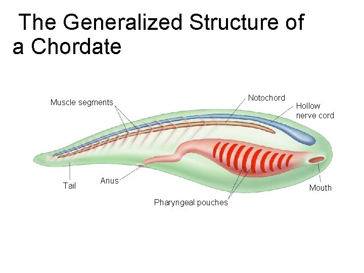 The Generalized Structure of a Chordate Section 30 -1 Notochord Muscle segments Tail Anus