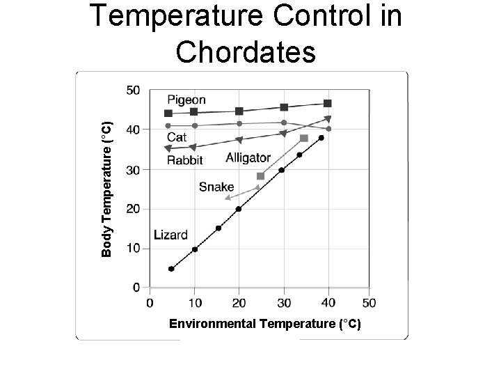 Temperature Control in Chordates Body Temperature (°C) Section 33 -2 Environmental Temperature (°C) 