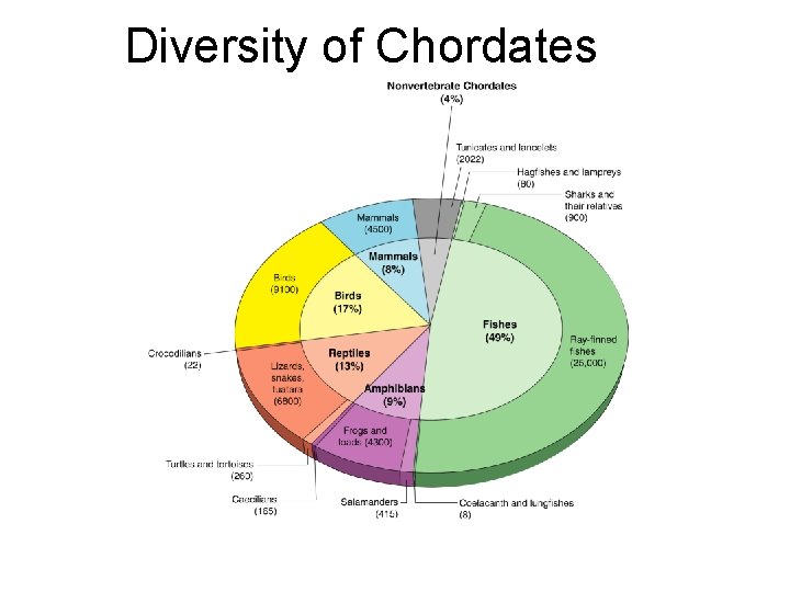 Diversity of Chordates Section 33 -1 