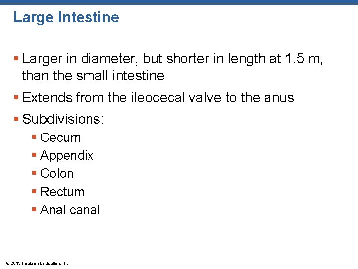 Large Intestine § Larger in diameter, but shorter in length at 1. 5 m,