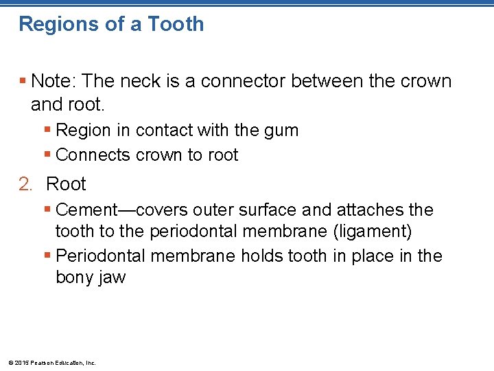 Regions of a Tooth § Note: The neck is a connector between the crown