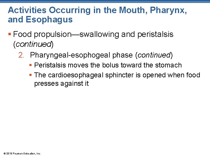 Activities Occurring in the Mouth, Pharynx, and Esophagus § Food propulsion—swallowing and peristalsis (continued)