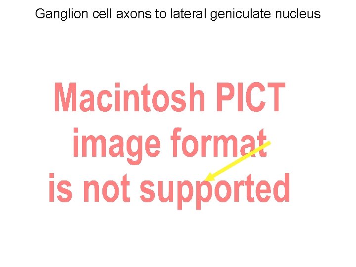 Ganglion cell axons to lateral geniculate nucleus 