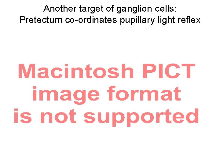 Another target of ganglion cells: Pretectum co-ordinates pupillary light reflex 