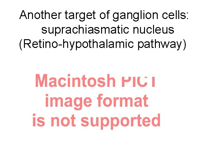 Another target of ganglion cells: suprachiasmatic nucleus (Retino-hypothalamic pathway) 