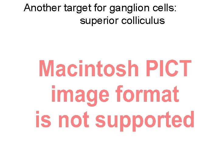 Another target for ganglion cells: superior colliculus 