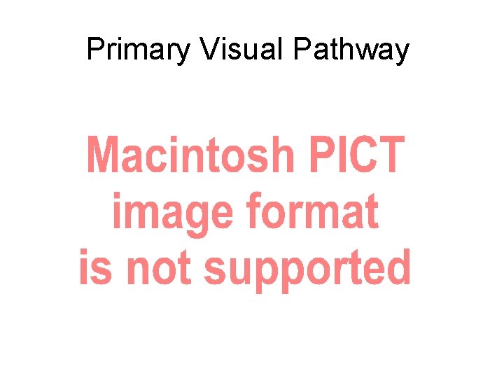 Primary Visual Pathway 