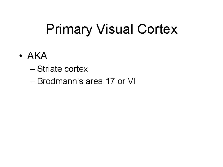 Primary Visual Cortex • AKA – Striate cortex – Brodmann’s area 17 or VI