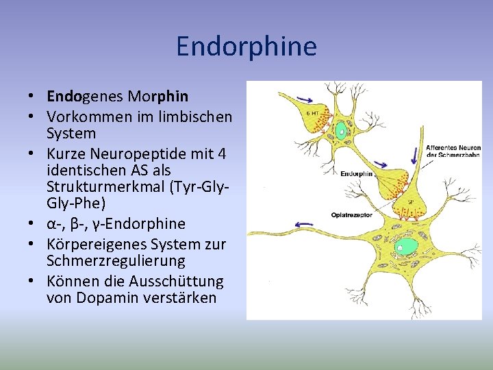 Endorphine • Endogenes Morphin • Vorkommen im limbischen System • Kurze Neuropeptide mit 4