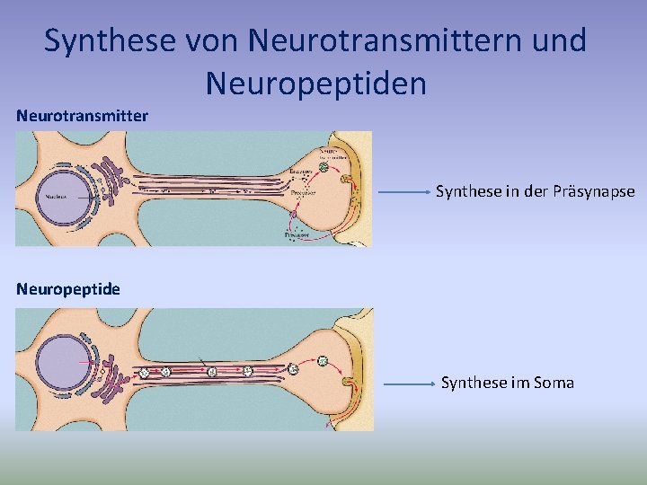 Synthese von Neurotransmittern und Neuropeptiden Neurotransmitter Synthese in der Präsynapse Neuropeptide Synthese im Soma