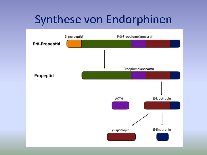 Synthese von Endorphinen 