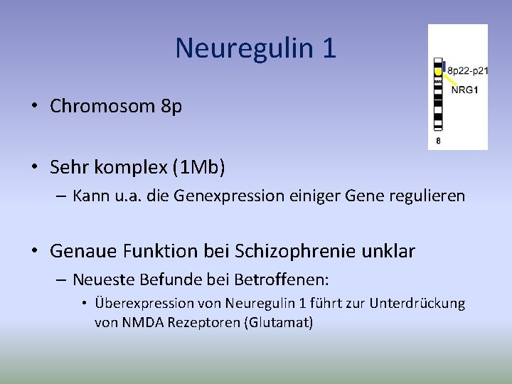 Neuregulin 1 • Chromosom 8 p • Sehr komplex (1 Mb) – Kann u.