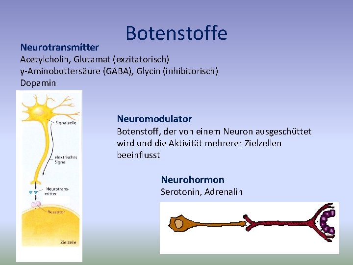 Neurotransmitter Botenstoffe Acetylcholin, Glutamat (exzitatorisch) γ-Aminobuttersäure (GABA), Glycin (inhibitorisch) Dopamin Neuromodulator Botenstoff, der von