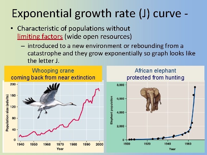 Exponential growth rate (J) curve • Characteristic of populations without limiting factors (wide open
