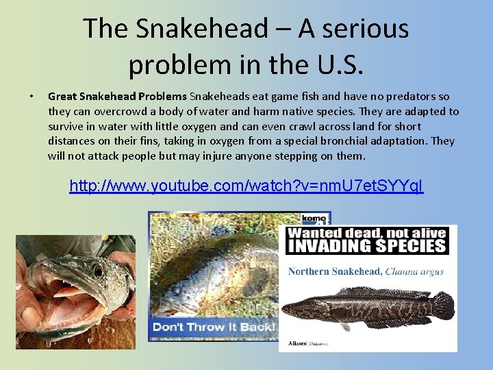 The Snakehead – A serious problem in the U. S. • Great Snakehead Problems