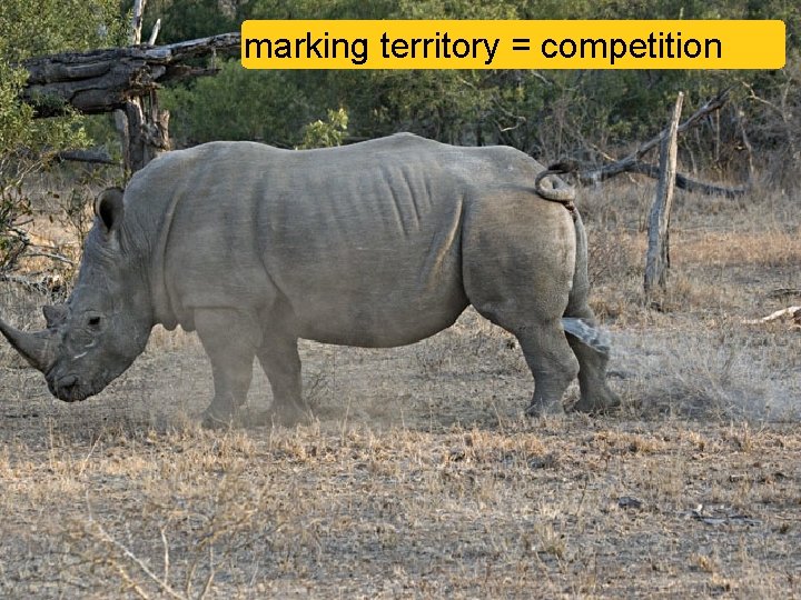 marking territory = competition 