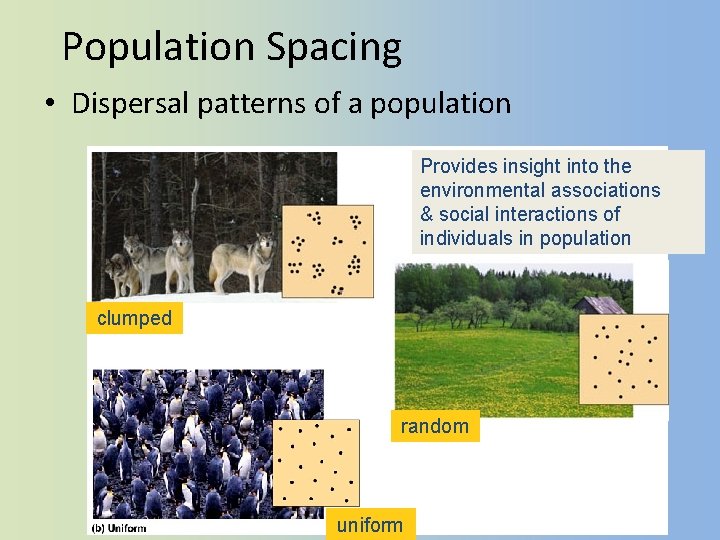 Population Spacing • Dispersal patterns of a population Provides insight into the environmental associations