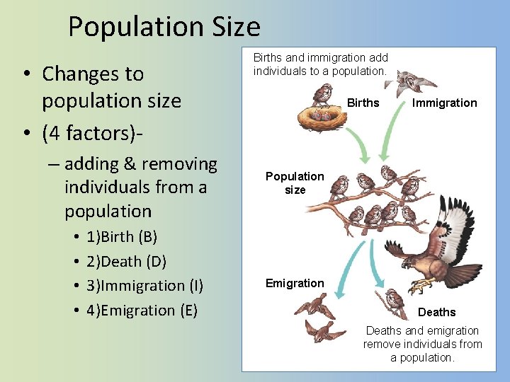 Population Size • Changes to population size • (4 factors)– adding & removing individuals