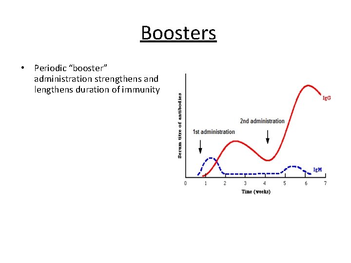 Boosters • Periodic “booster” administration strengthens and lengthens duration of immunity 