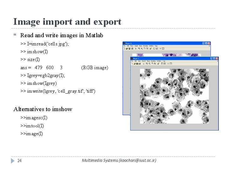 Image import and export Read and write images in Matlab >> I=imread('cells. jpg'); >>