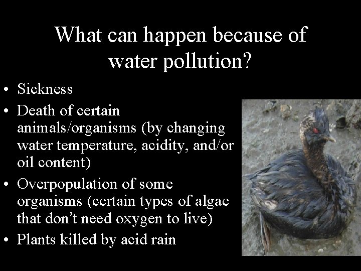 What can happen because of water pollution? • Sickness • Death of certain animals/organisms