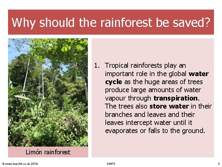 Why should the rainforest be saved? 1. Tropical rainforests play an important role in