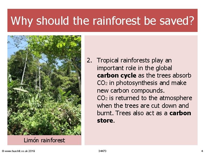 Why should the rainforest be saved? 2. Tropical rainforests play an important role in