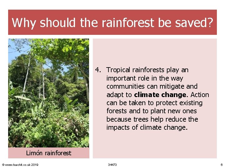 Why should the rainforest be saved? 4. Tropical rainforests play an important role in