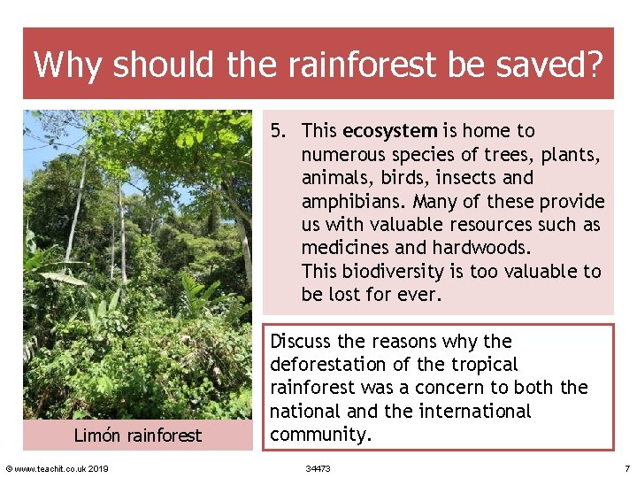 Why should the rainforest be saved? 5. This ecosystem is home to numerous species