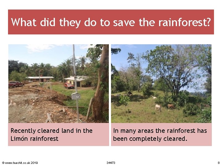 What did they do to save the rainforest? Recently cleared land in the Limón