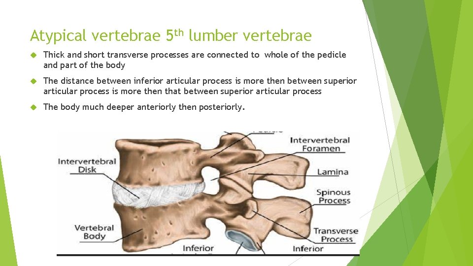 Atypical vertebrae 5 th lumber vertebrae Thick and short transverse processes are connected to