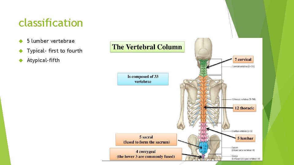 classification 5 lumber vertebrae Typical- first to fourth Atypical-fifth 