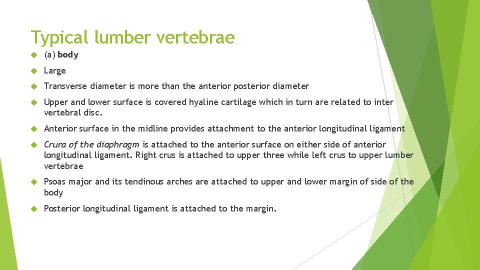 Typical lumber vertebrae (a) body Large Transverse diameter is more than the anterior posterior