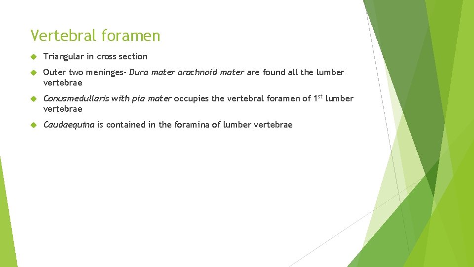Vertebral foramen Triangular in cross section Outer two meninges- Dura mater arachnoid mater are